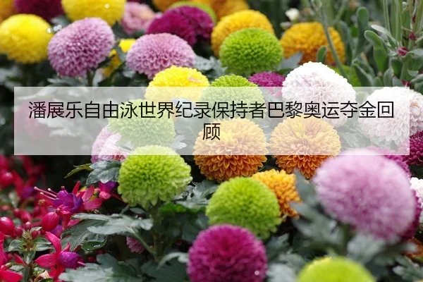 潘展乐自由泳世界纪录保持者巴黎奥运夺金回顾